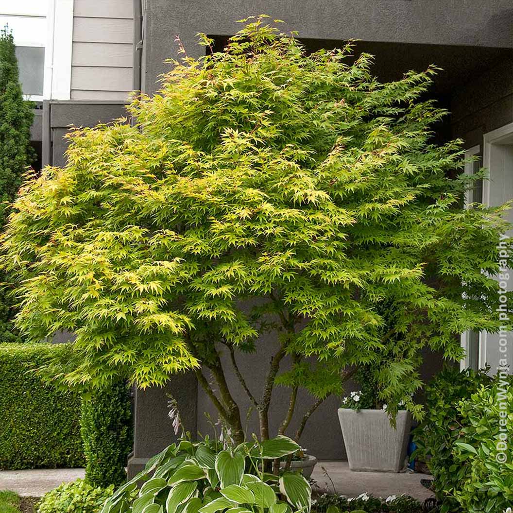 Japanese_Maple_Coral_Bark_7_1_2c3e946d-d045-4853-89a9-65877cf40a8d