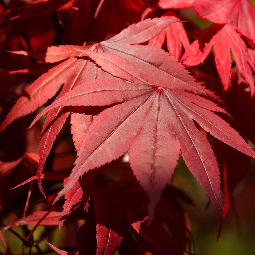 Japanese_Maple_Emperor_6_cb1cd87d-4d79-4eb9-a1c5-8eb29ac1b8bb