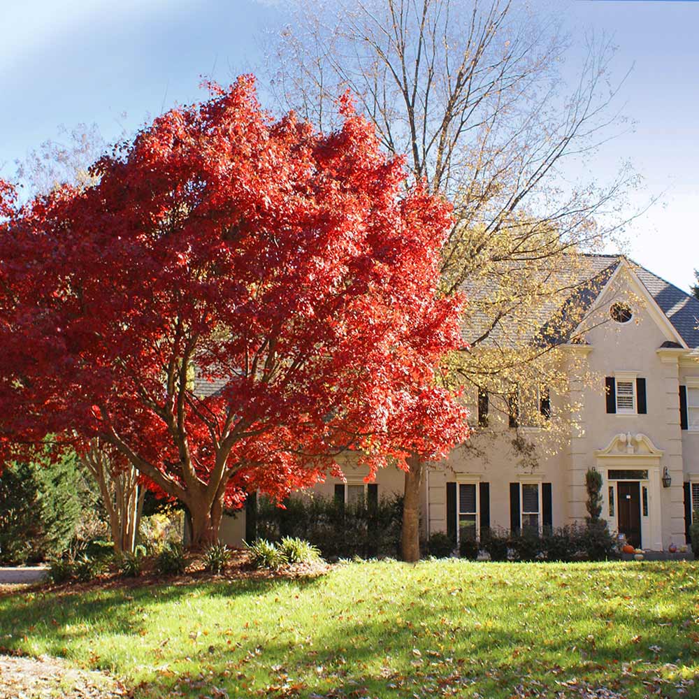 Japanese_Maple_Red_1