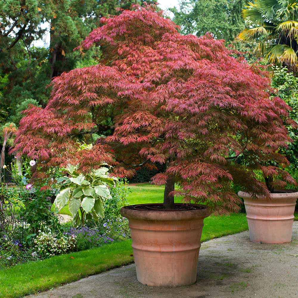 Japanese_Maple_Red_Dragon_6