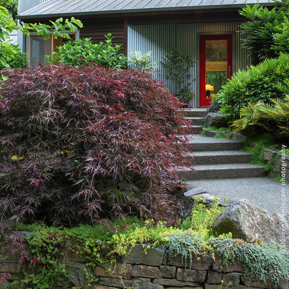 Japanese_Maple_Tamukayama_4
