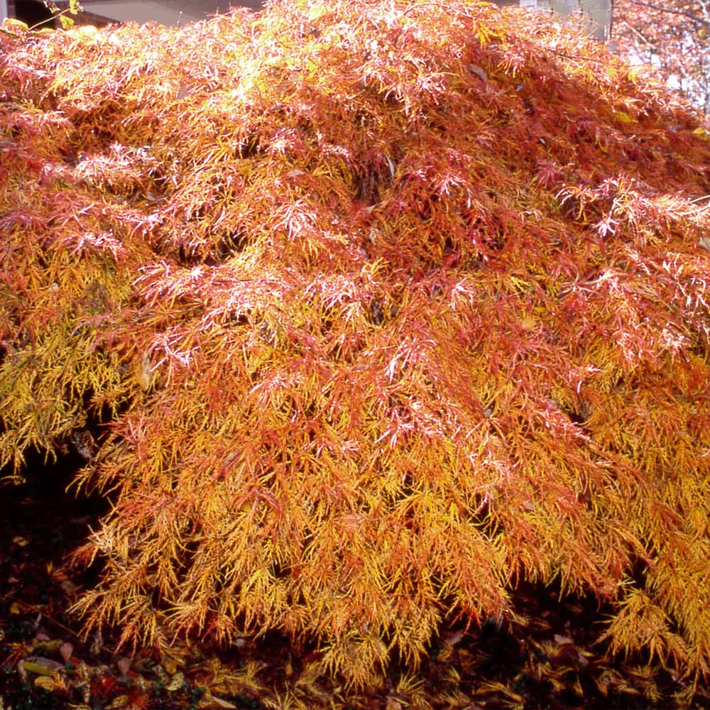 Japanese_Maple_Waterfalls_3