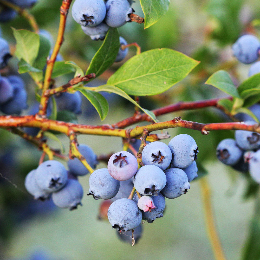 Jewel-Blueberry_1