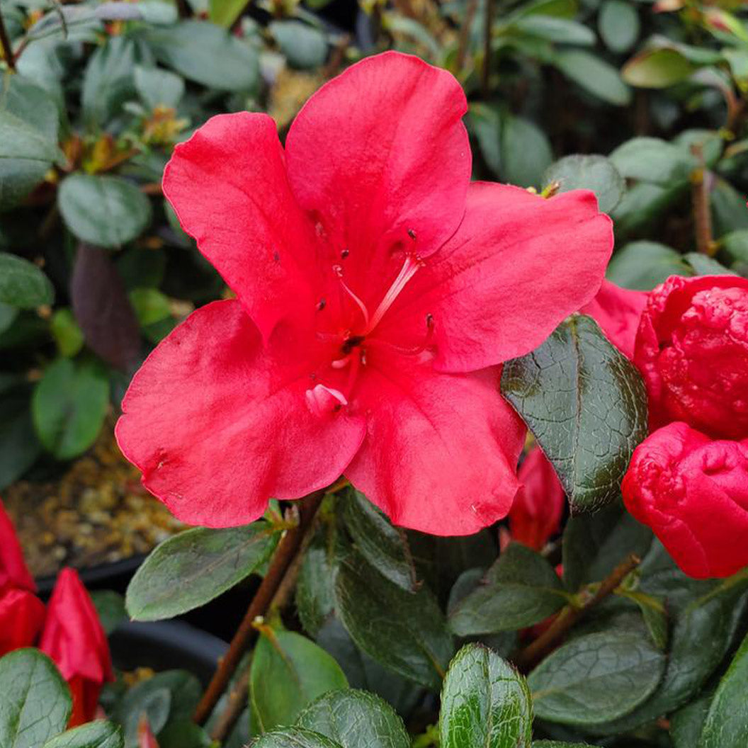 Johanna-azalea-1_f228bf68-e033-47c2-b4ef-b1dc72f1866c