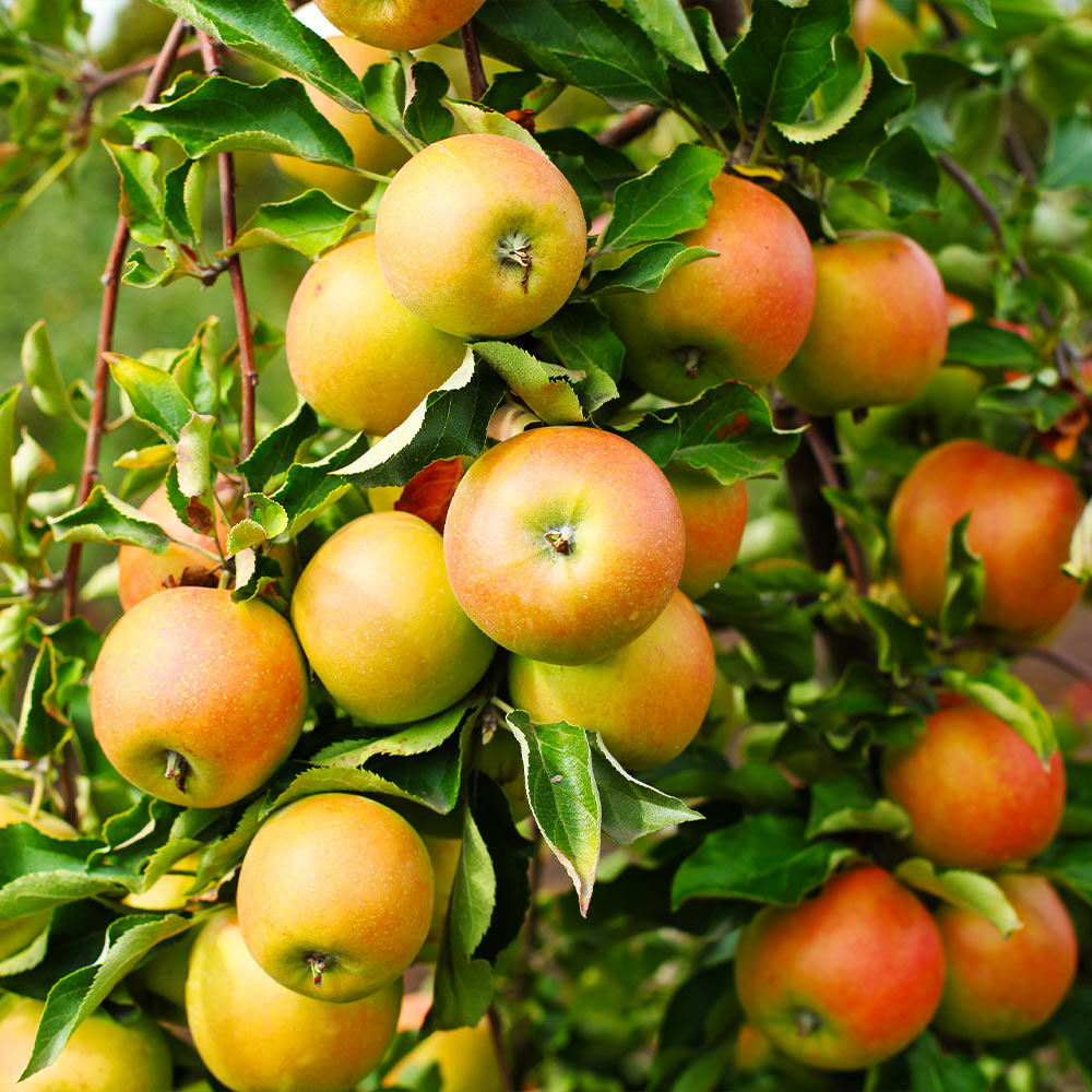 Jonagold_Apple_5