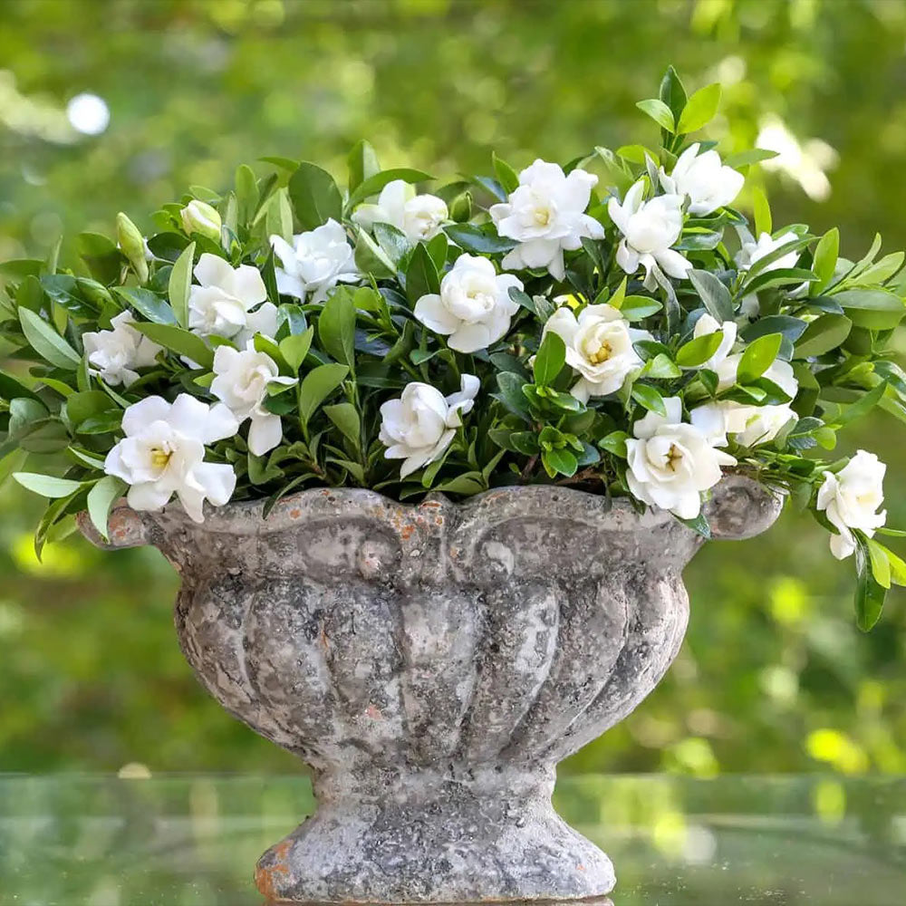 Jubilation_Gardenia_2