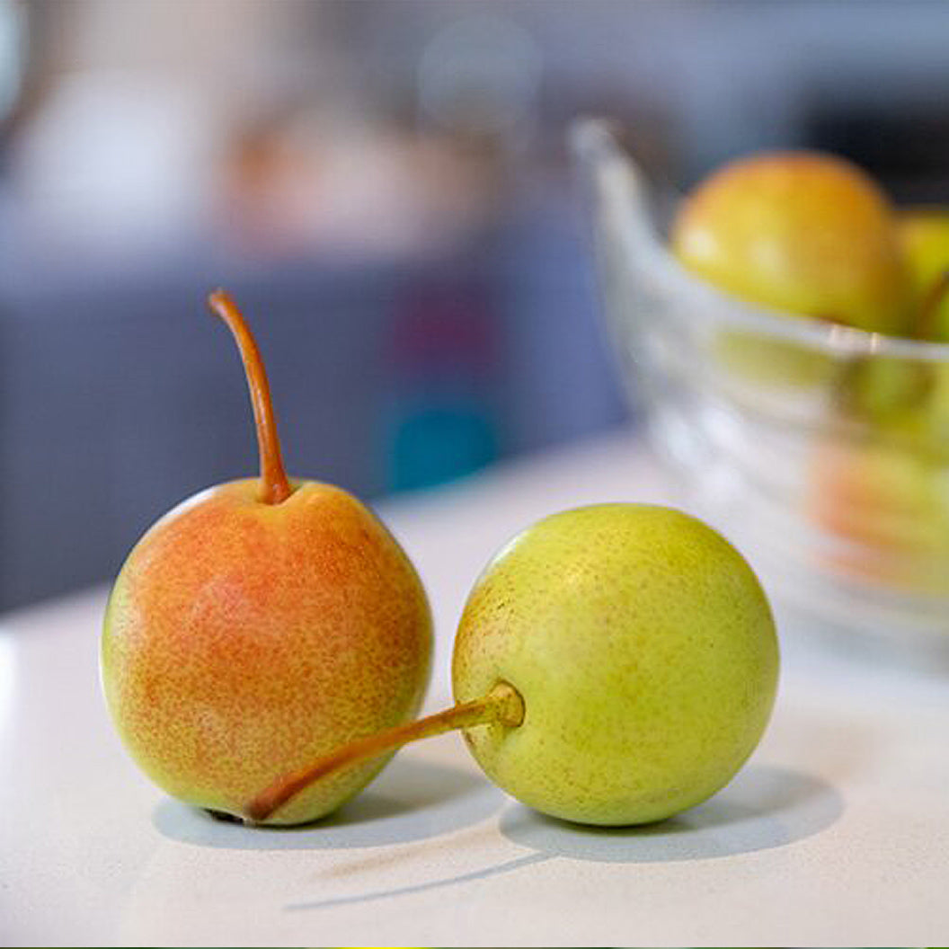 JuicyJewel-Asian-Pear-1_91e2e08d-d637-4092-9b9c-cab4f30415ac
