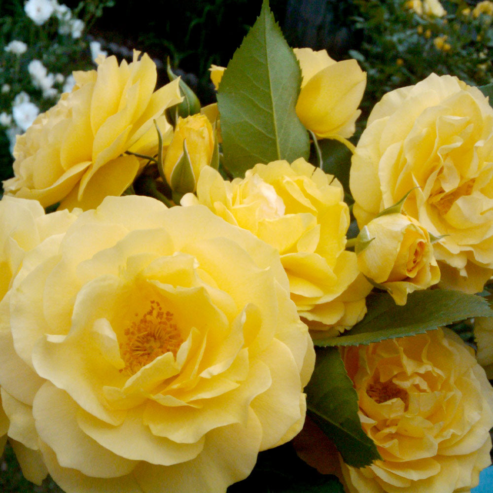 Julia_Child_1_FGT