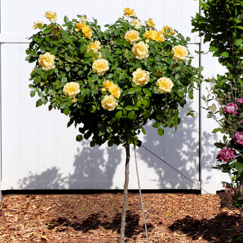 Julia_Child_Rose_Tree_5_FGT