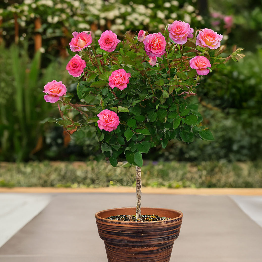Julie-ANdrews-ROse-Tree-1_6e08c392-87ac-49cd-8338-af5aac6f25bd