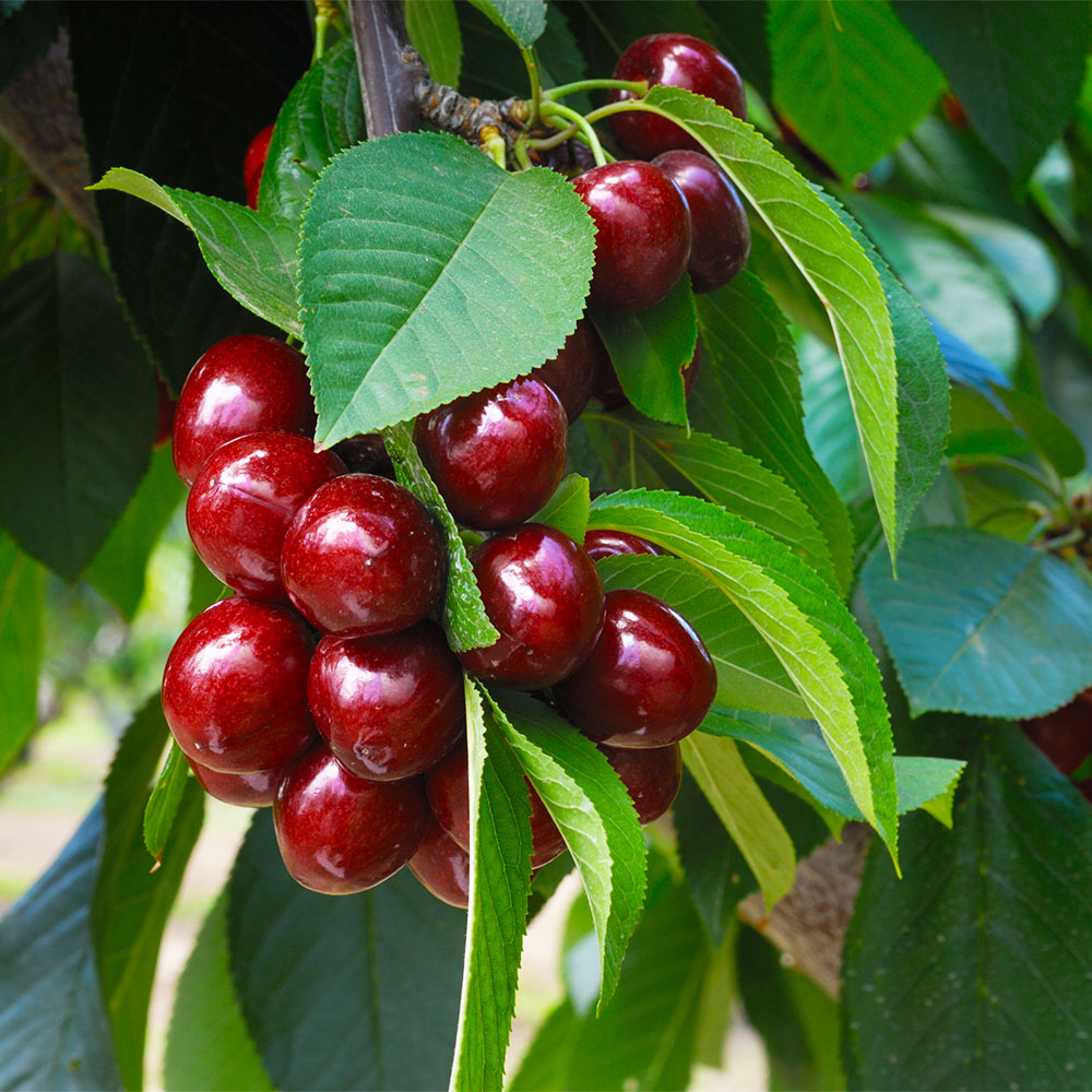 Juliet_CHerry_Tree_4fbe9c7e-0fe3-4f25-9f3e-635ea655c1ea