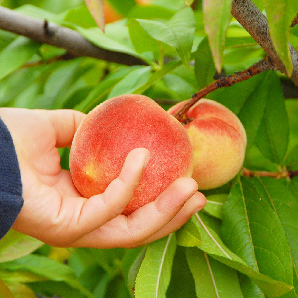 June_Gold_peaches_2