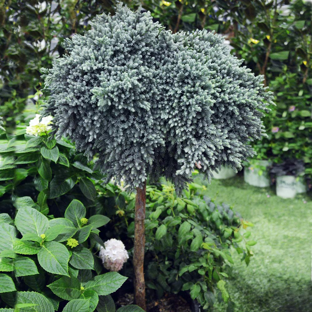 Juniper_BLue_Star_Standard