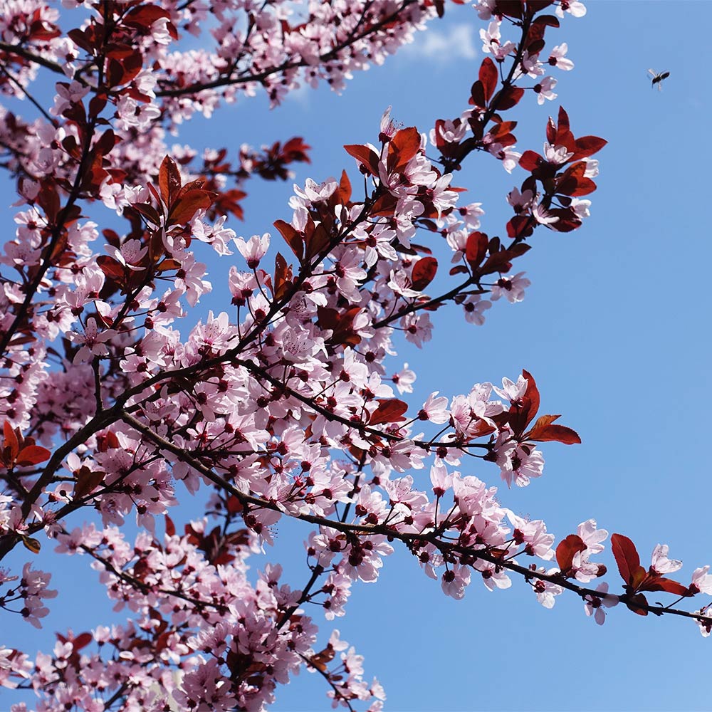 KV_Flowering_Plum_6