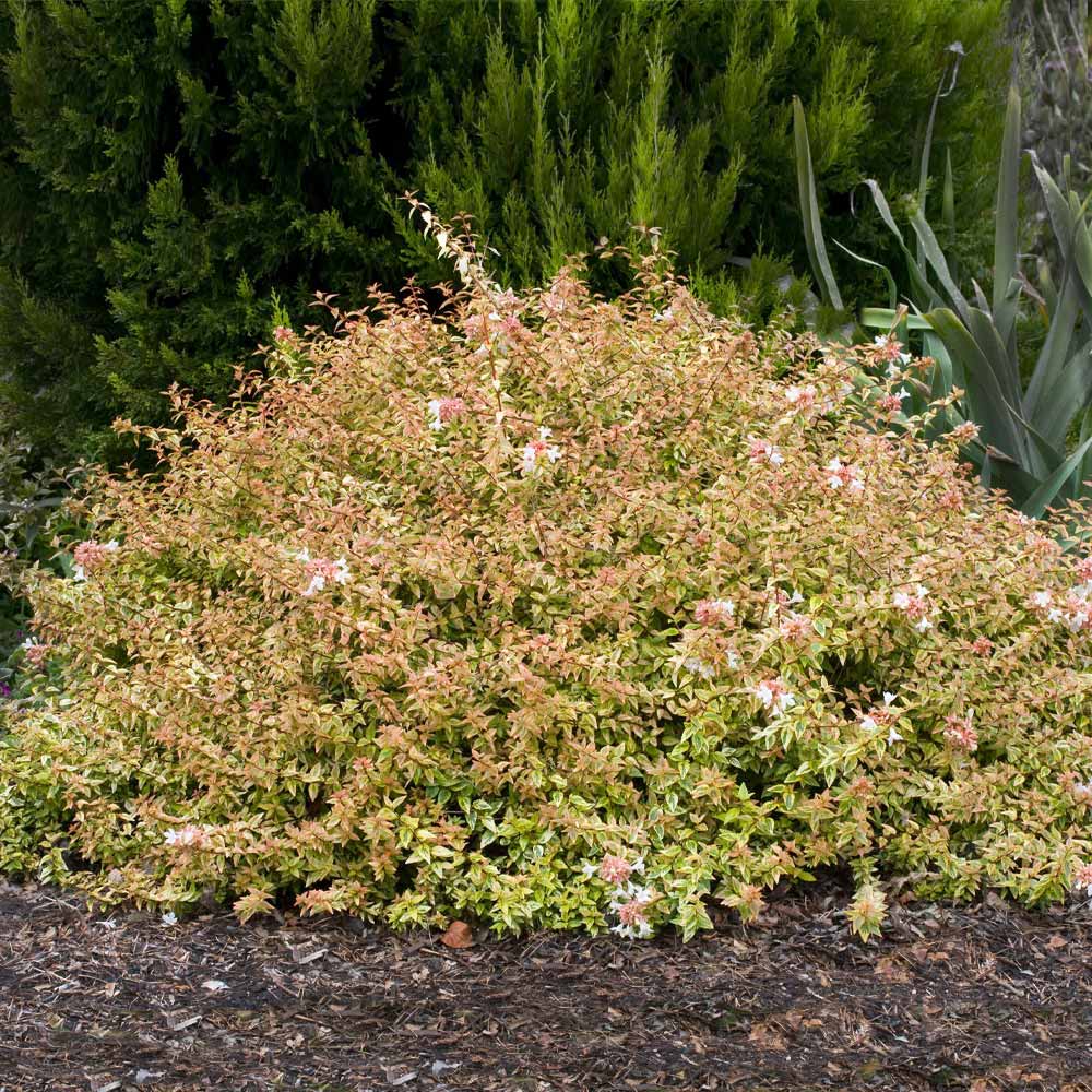 Kaleidoscope-Abelia_3_FGT
