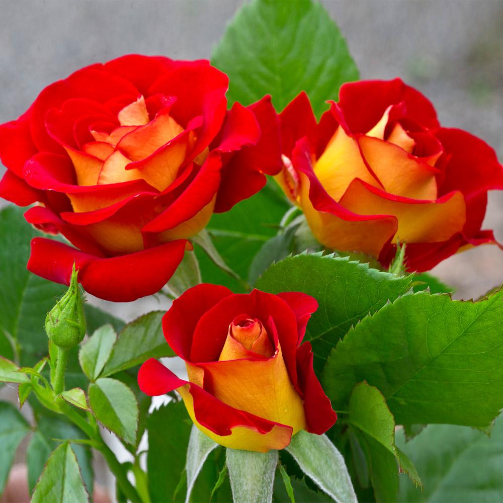 Ketchup_and_Mustard_Rose_2_FGT