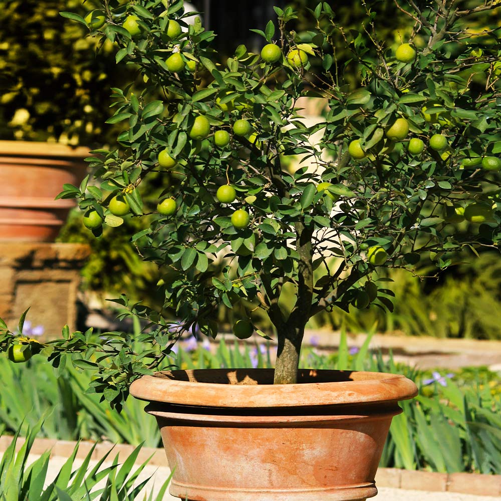 Key_Lime_Tree_1_FGT_9b70dfc3-a645-467a-8325-c51e5b33d190
