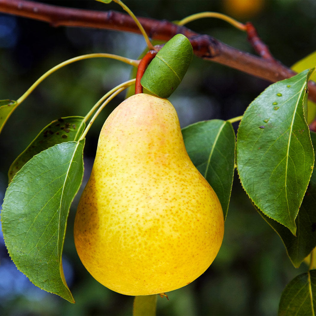 Kieffer_pear_5_FGT_8e20f03c-c1b8-4474-b089-71af5b086aaa