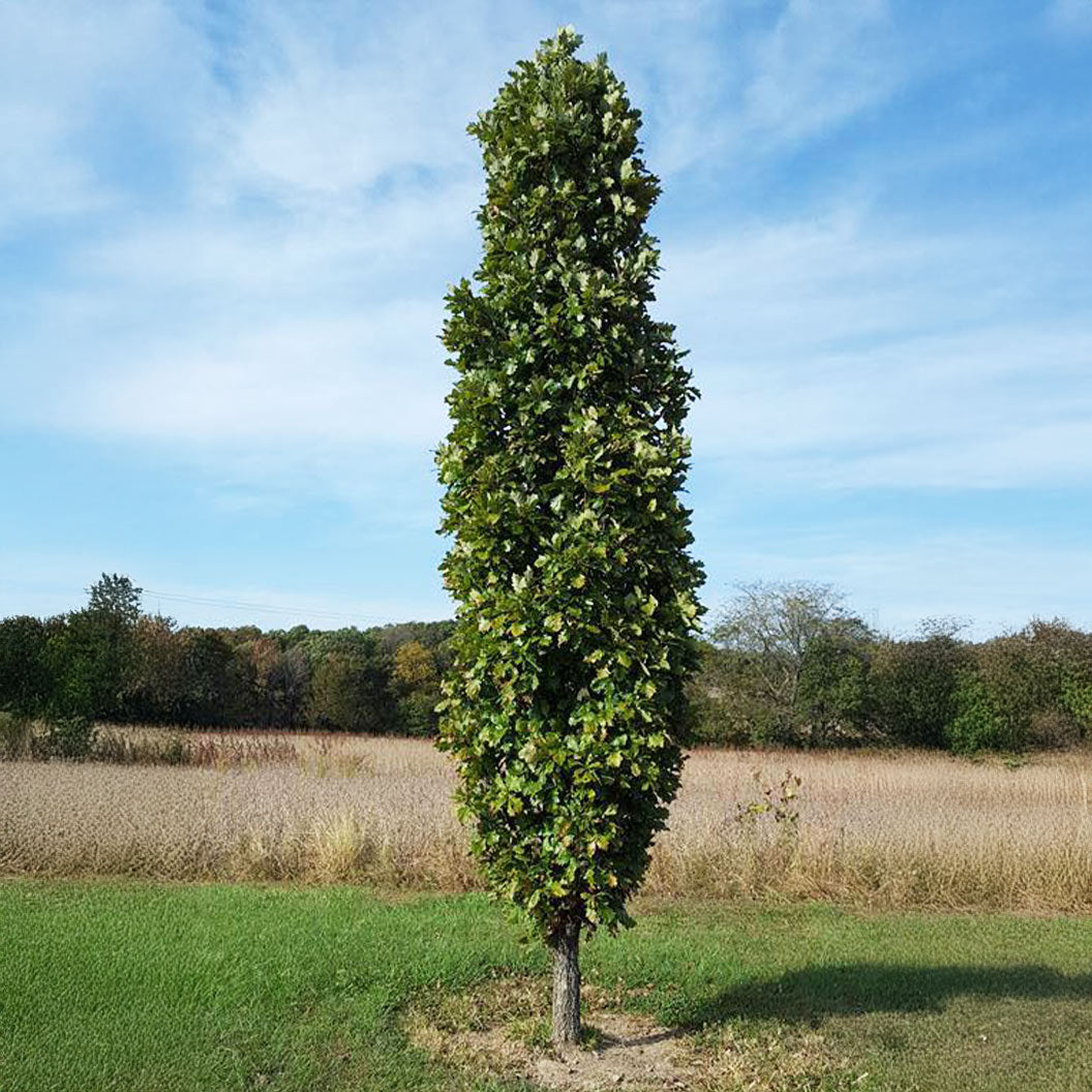 Kindred-Spirit-Hybrid-Oak-4