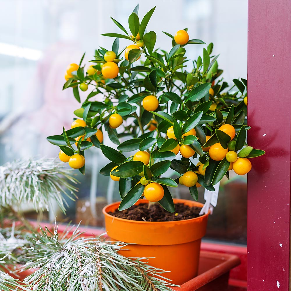 Kishu_Mandarin_Tree_1_51d70009-792d-4777-b411-8b0bbf485e5e