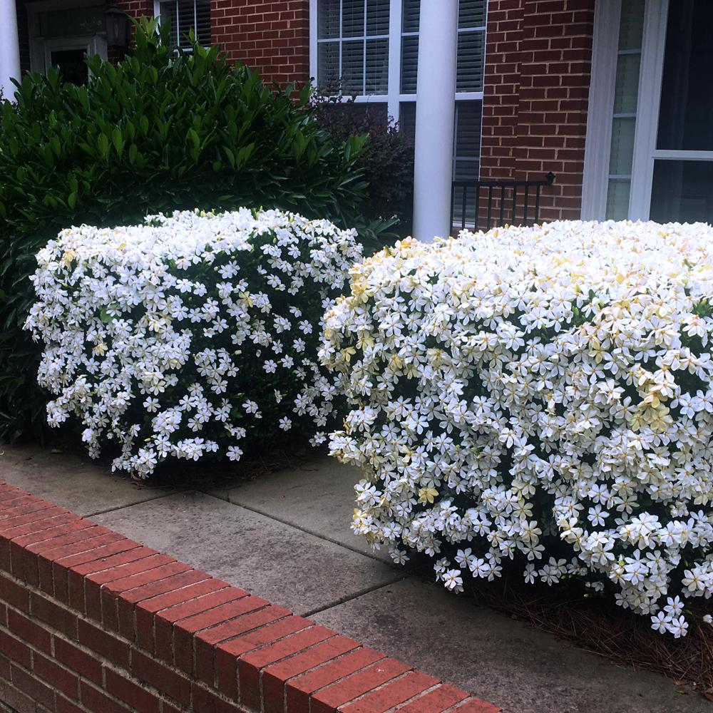 Kleims_Gardenia_1_FGT
