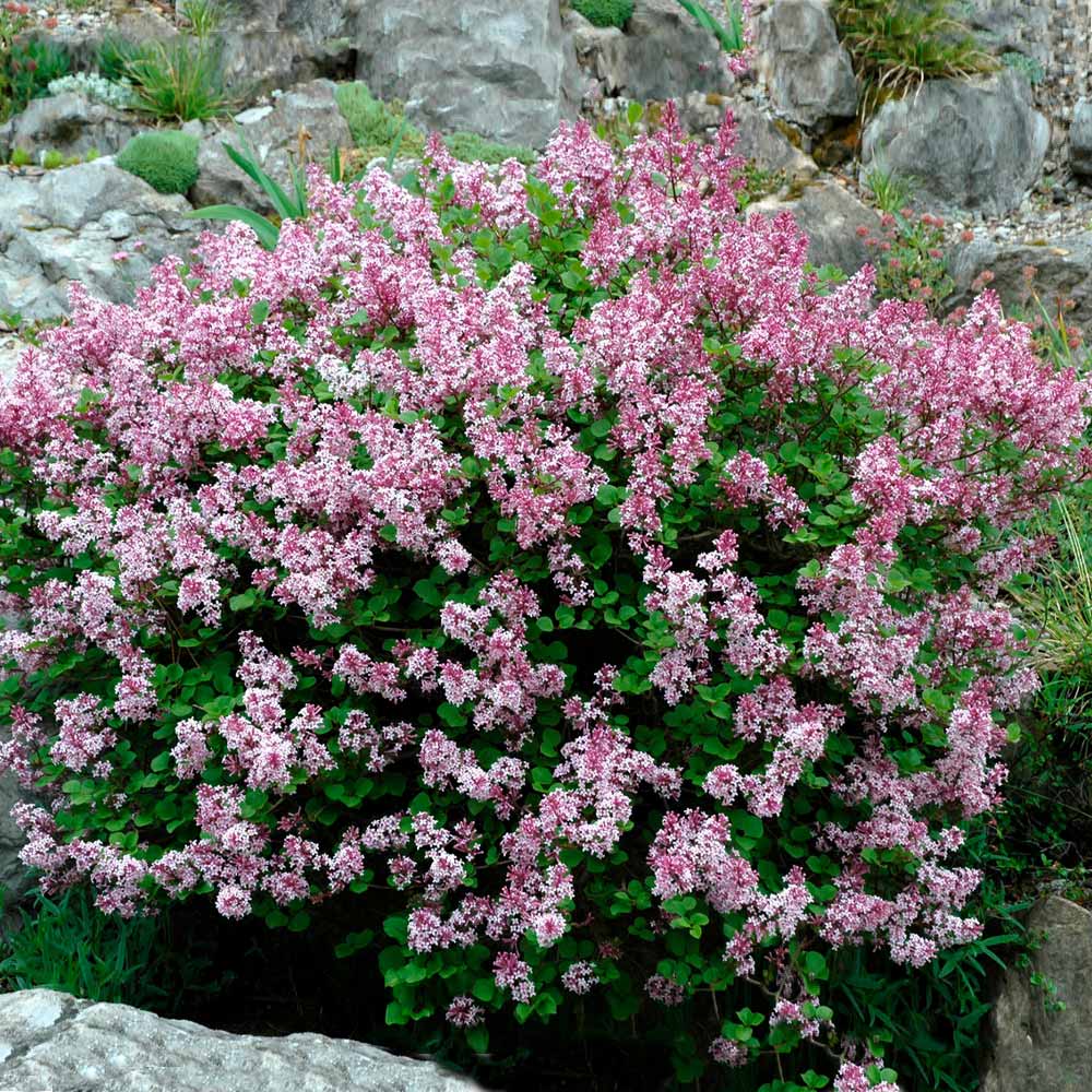 Korean_Lilac_1_FGT