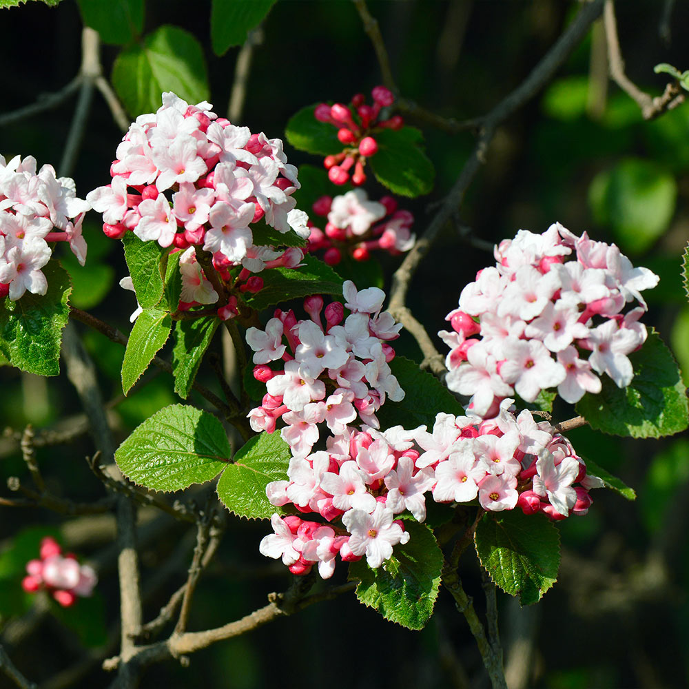 Korean_Spice_Viburnum_2