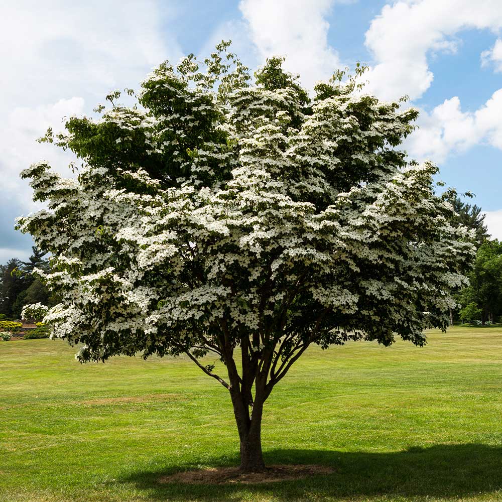 Kousa_Dogwood_12_FGT_47e10715-4e7c-4dd0-ae29-82e73fe9640f
