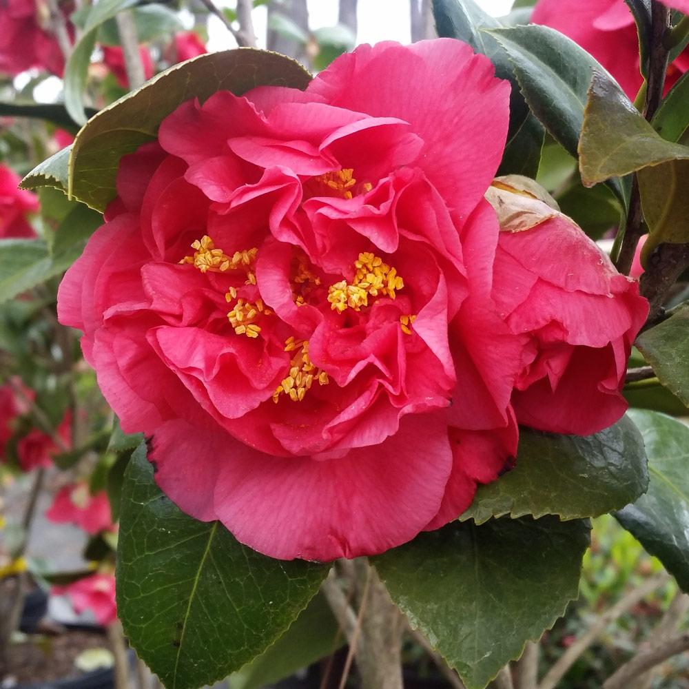 Kramers_Camellia_FGT_3