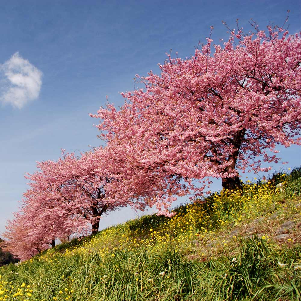 Kwanzan_Cherry_Tree_2_FGT