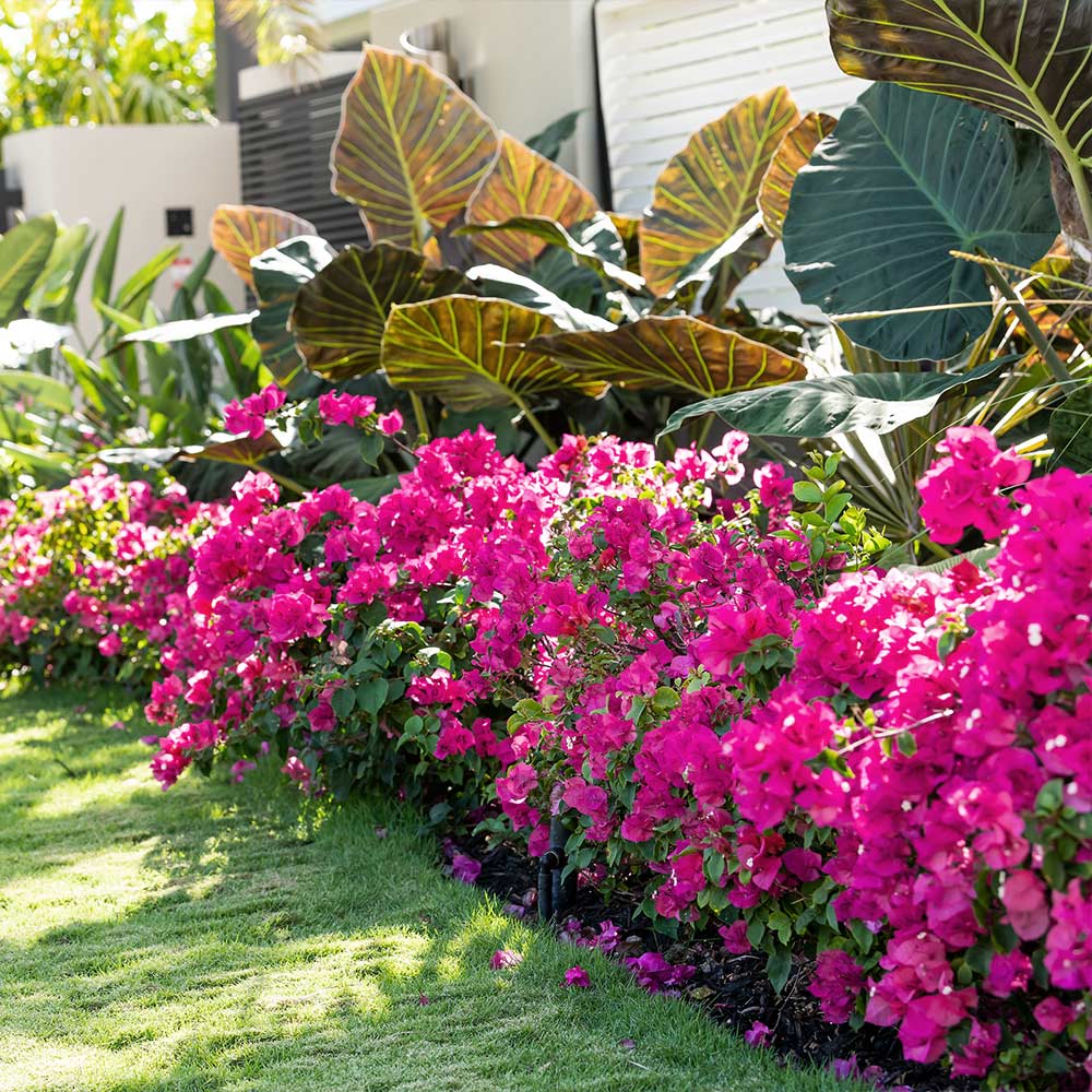 La_Jolla_Bougainvillea_2_FGT