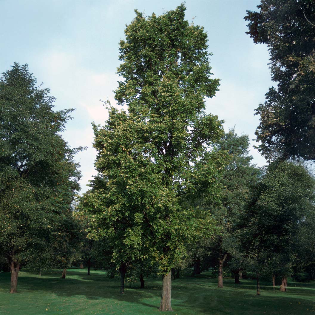Lacebark_Chinese_Elm_11_FGT_c5dc39ef-ddd9-42db-9856-94df0ac5d04f