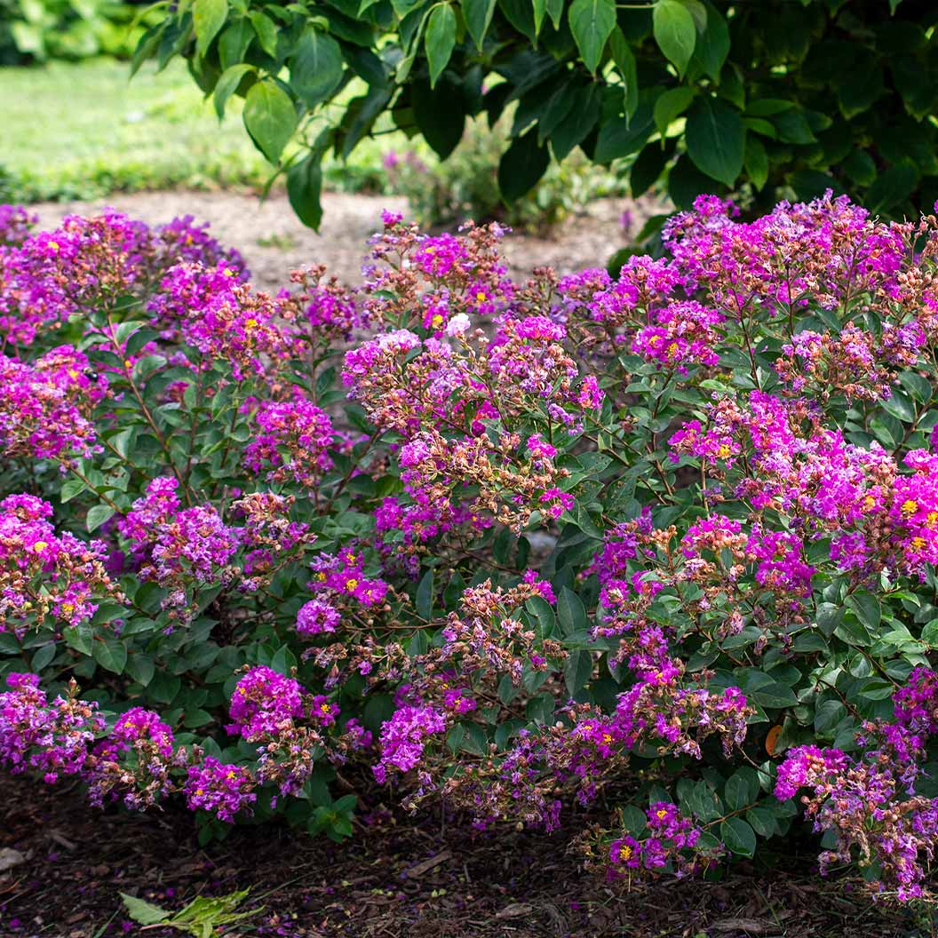 Lagerstroemia_Bellini_Grape_Blooms_002_880bc0e9-93e5-44ef-925f-e46ea07729a3