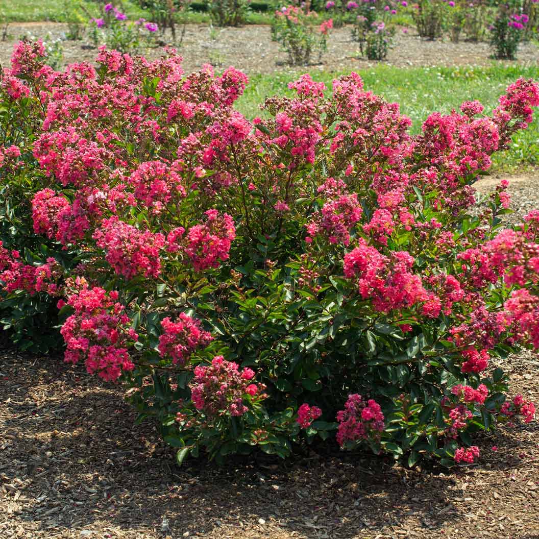 Lagerstroemia_Bellini_Raspberry_blooms_001