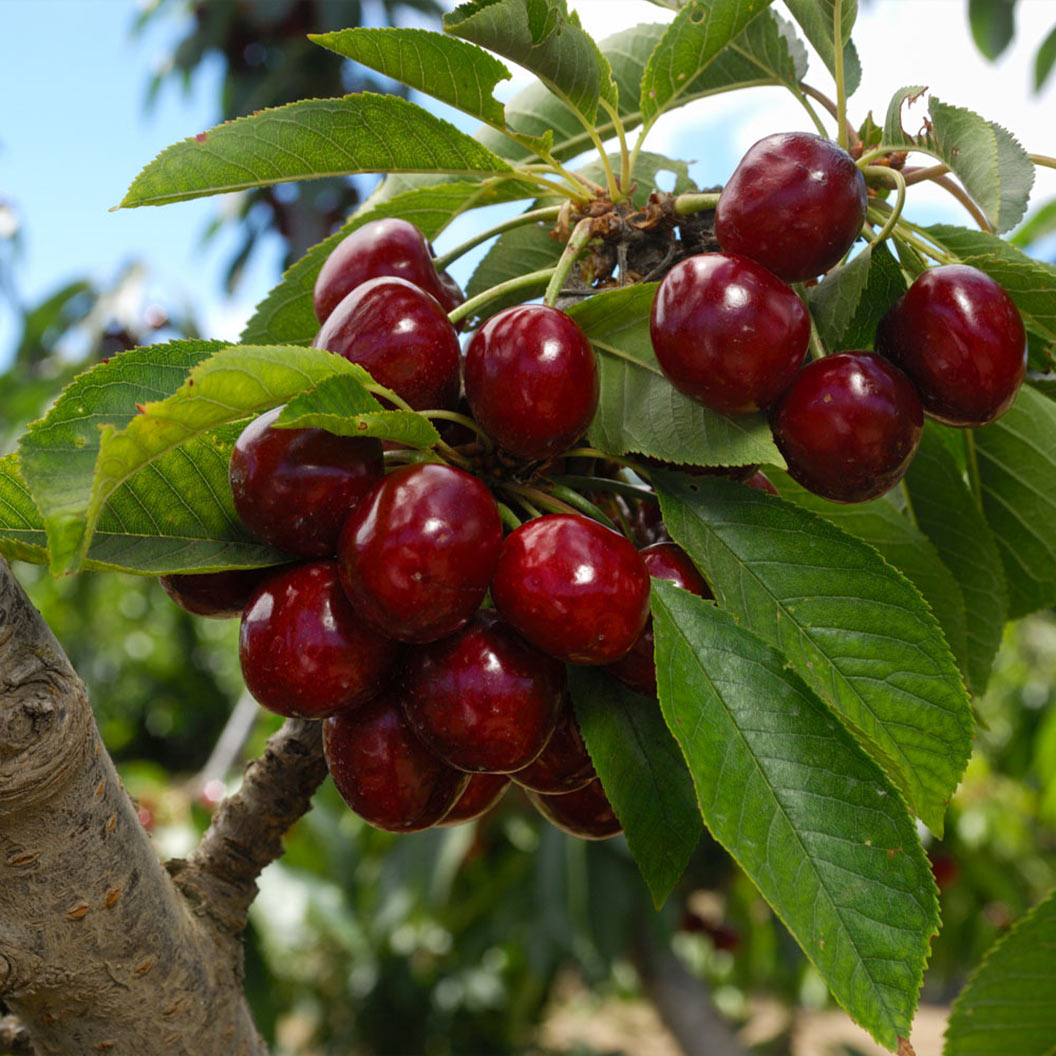 Lapins_Cherry_Tree_1_FGT_ed64227b-1ea5-4e15-b263-020cf5529714
