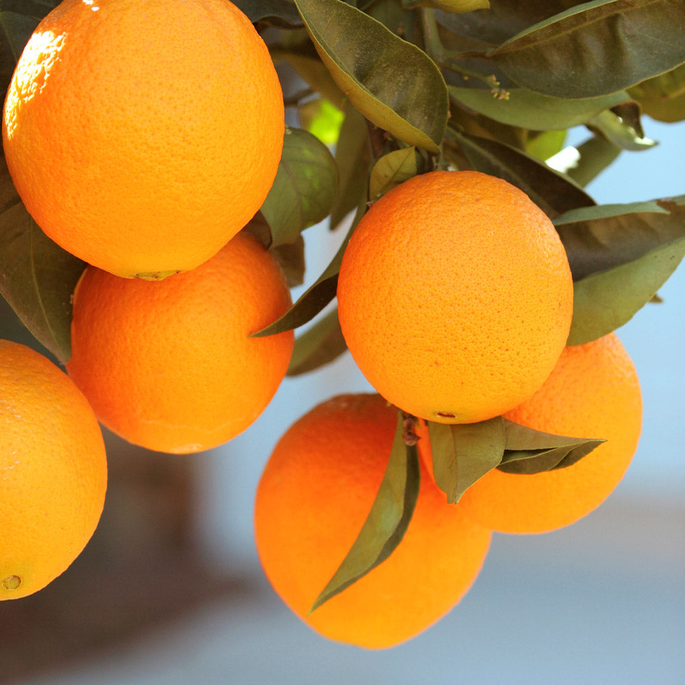 Late_Lane_Orange_2_FGT