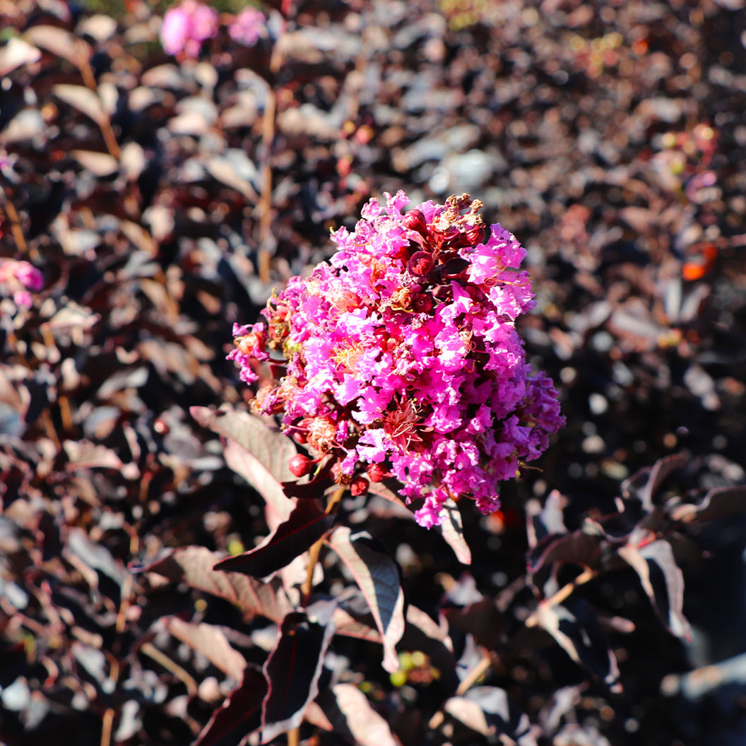 Lavender-skies-Crape-Myrtle-1_738c7e4a-cfb3-4363-9e43-0a1d7247ab59