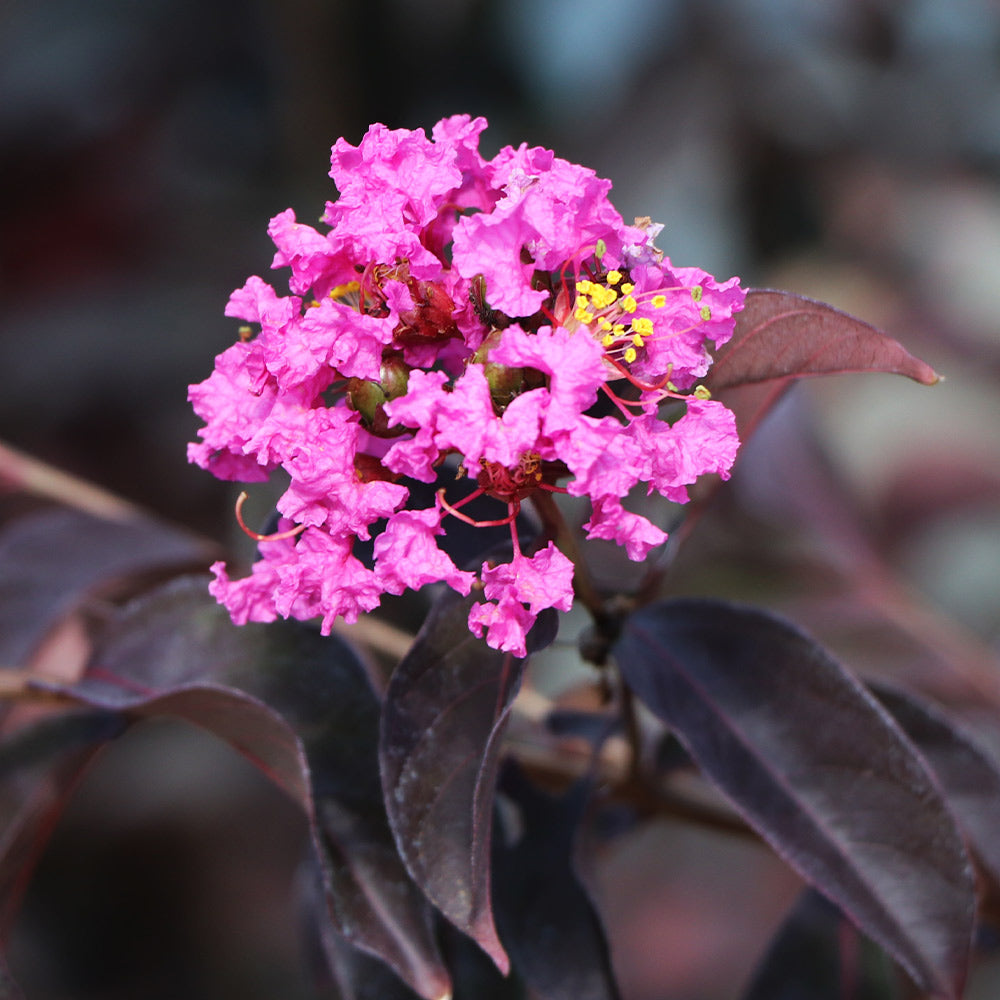Lavender_Lace_Crape_Myrtle_5