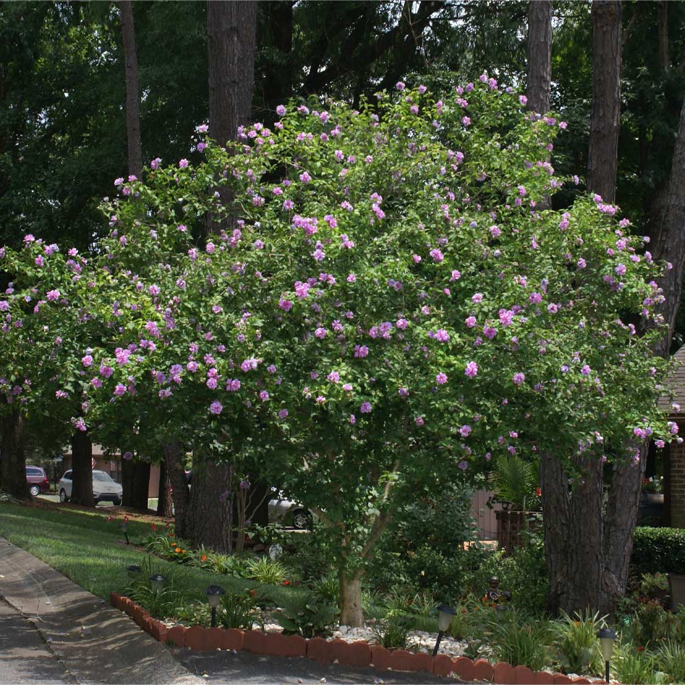 Lavender_Rose_of_Sharon_Tree_Ardens_1