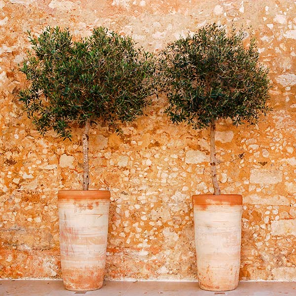 Lecciana-Olive-Tree_600x600_c55d6164-bfbb-471f-915b-19f71f1f8029