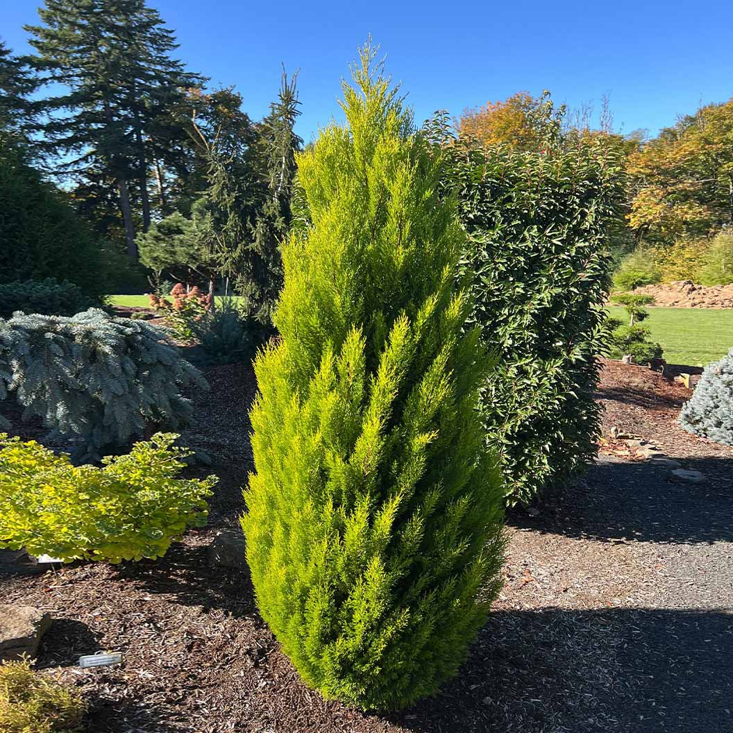 Lemon-CYpress-1