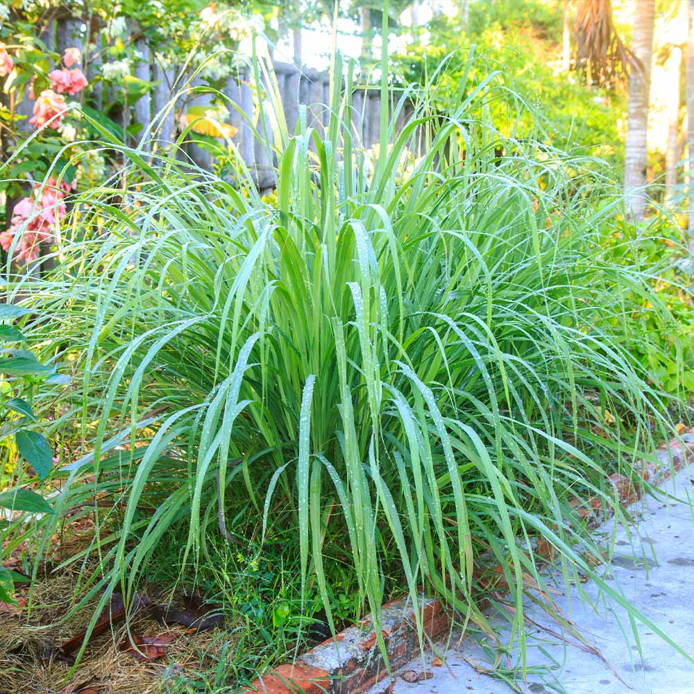 Lemon_Grass_5_FGT