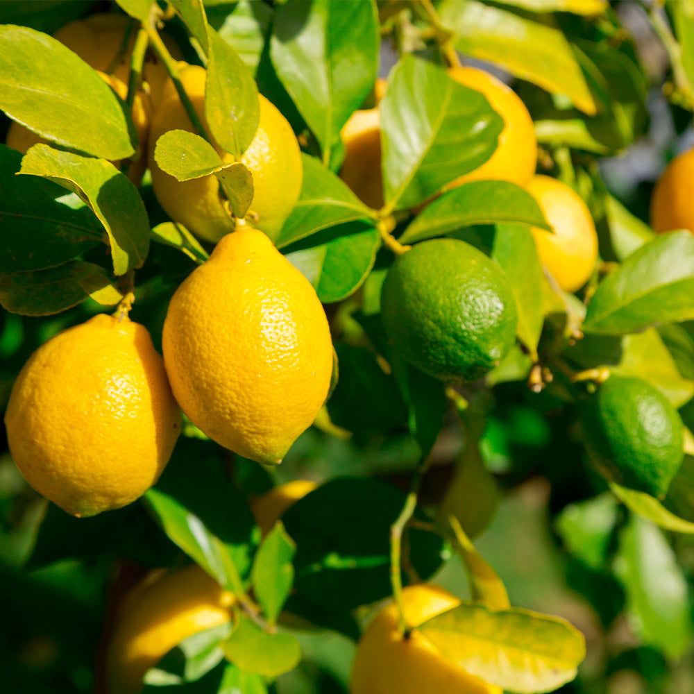 Lemon_Lime_Tree_2_98bfd3df-2a02-47a0-a270-efbeeb8648bf