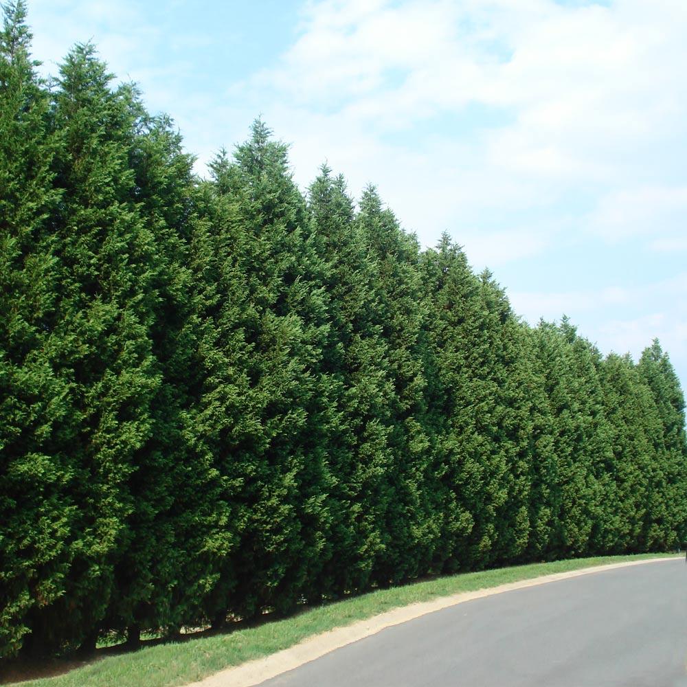 Leyland_Cypress_3_FGT