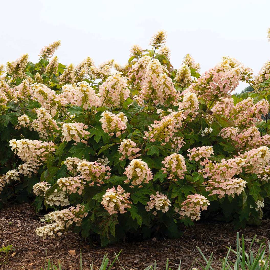 Lil_-Annie-Oakleaf-Hydrangea-Shrub-2
