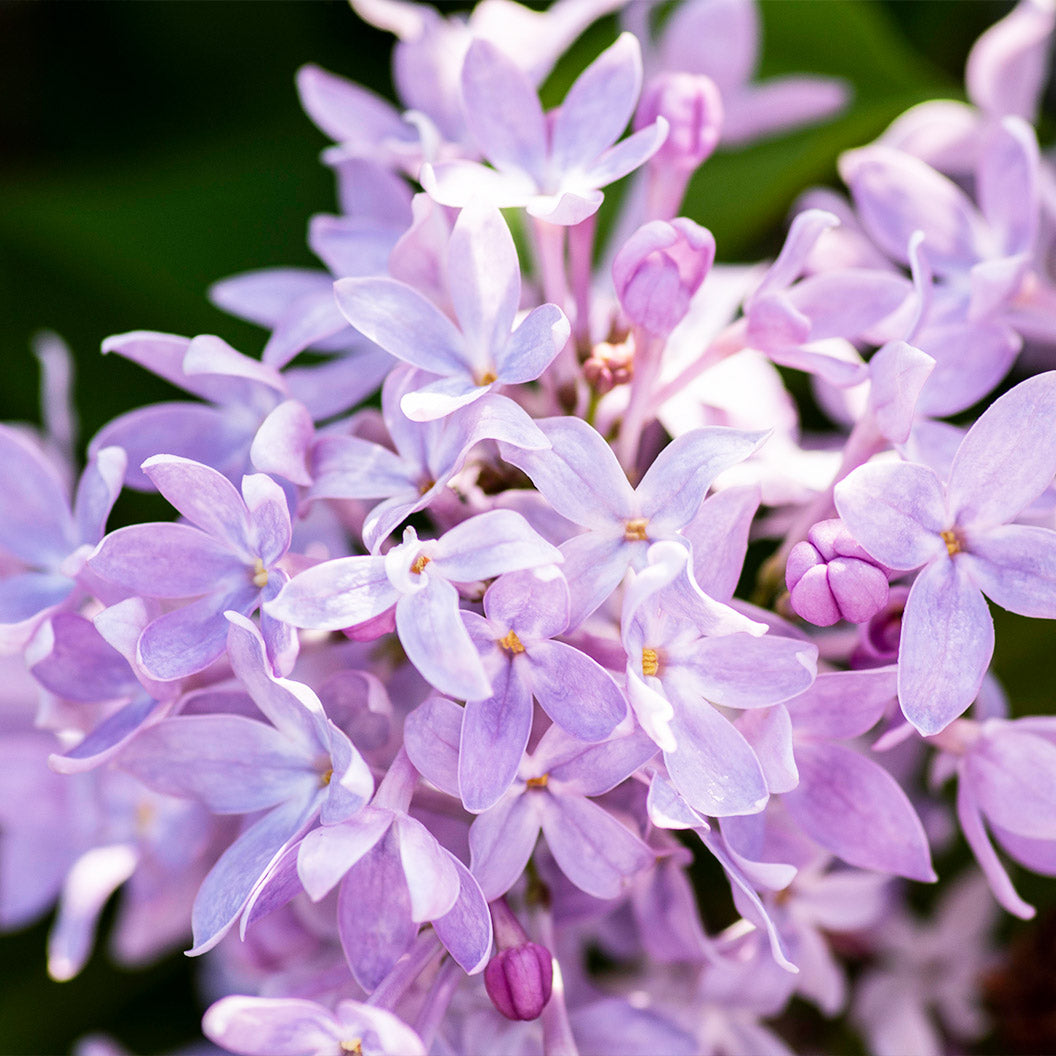 Lilac_New-Age-Lavender-4