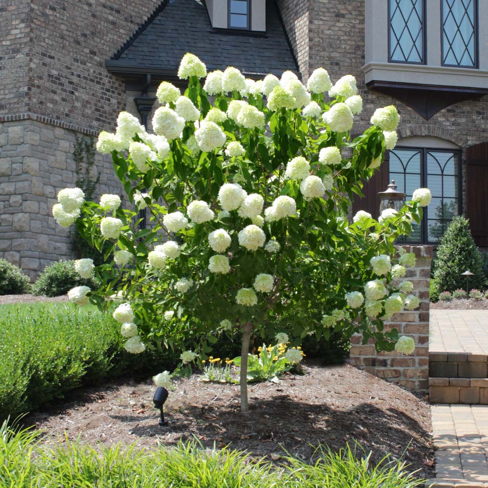 Limelight-Hydrangea-Tree-1_FGT