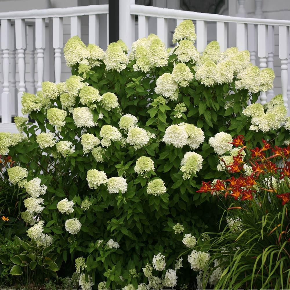 Limelight_Hydrangea_1_FGT