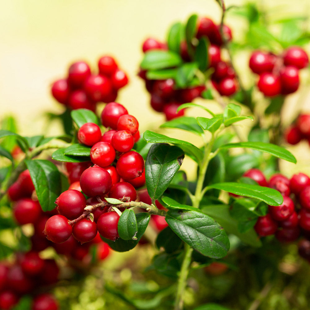 Lingonberry_2_FGT