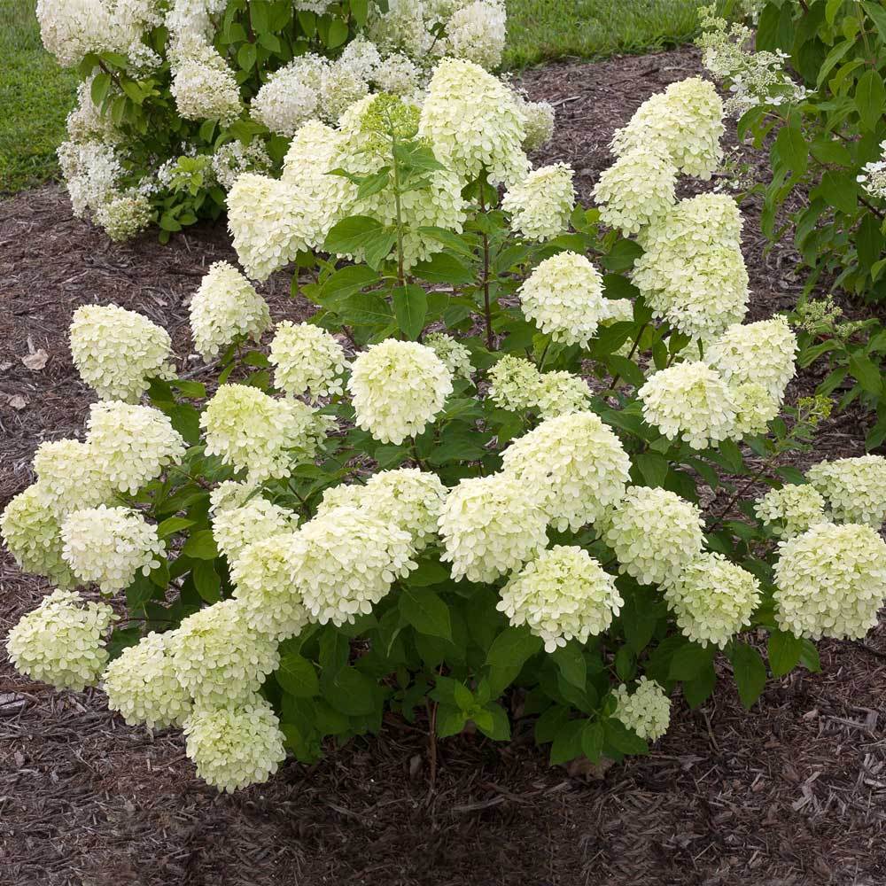 Little_Lime_Hydrangea_1_FGT